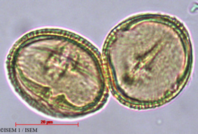 Schinopsis haenkeana - lame n° 29455